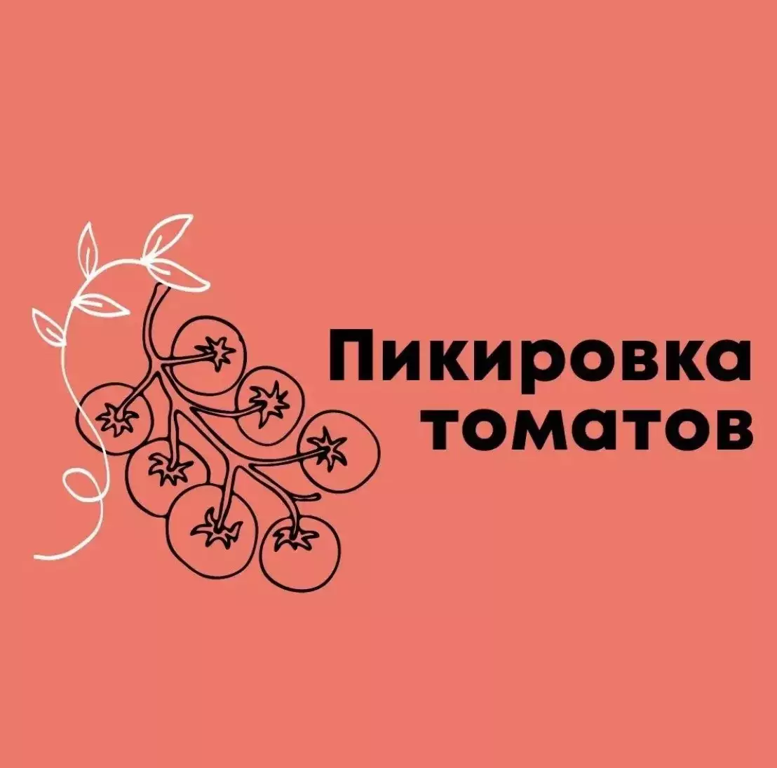 ПИКИРОВКА ТОМАТОВ - Нетипичный фермер